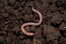 How do worms move through hard soil, and how far can ants see?
