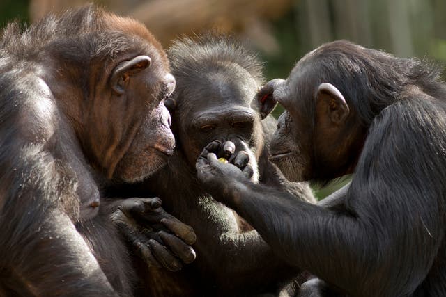 Monkeys - latest news, breaking stories and comment - The Independent