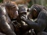 The unique human body part that evolution cannot explain