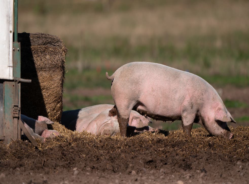 George Eustice was challenged on Government policy on the pig crisis (Joe Giddens/PA)