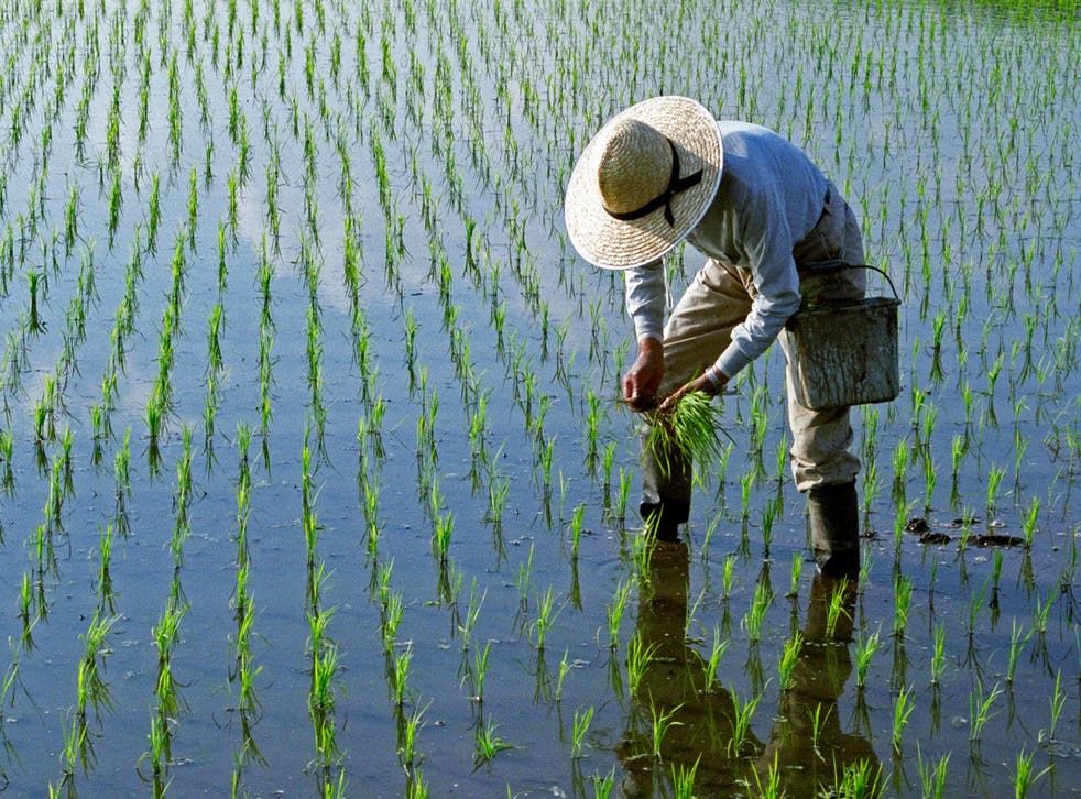 <p>Rice grows in shallow waters away from shade </p>