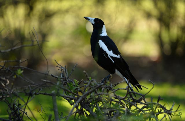 Magpie bird sitting on a hedge in Sydney