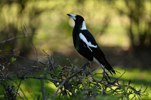 <p>Magpie bird sitting on a hedge in Sydney</p>