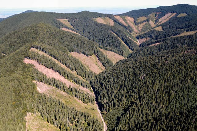 Romania Illegal Logging