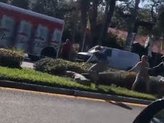 Crocodile goes on the run in Florida after escaping from zoo van