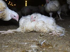 New farm animal welfare plan ‘must not distract from fur and foie gras U-turn’ 
