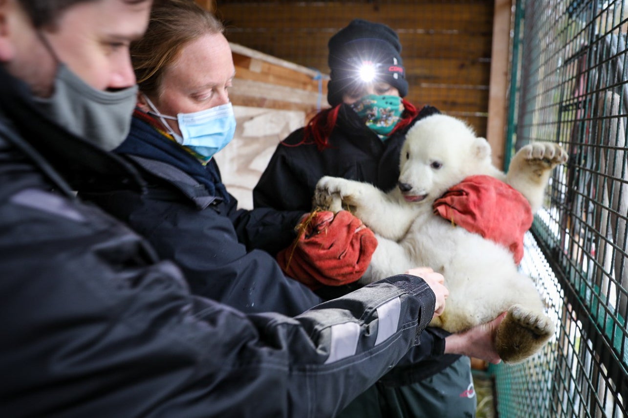 Vets from the Royal Zoological Society of Scotland giving their newest cub his first health check (RZSS/PA)