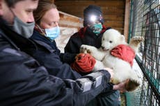 It’s a boy: UK’s youngest polar bear cub confirmed as male in first health check