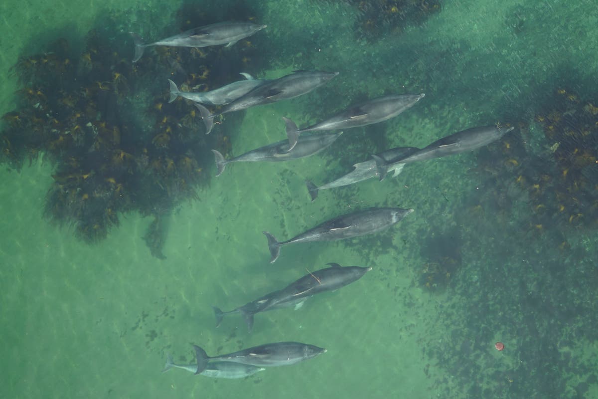 Scientists use drones to identify whether dolphins are pregnant