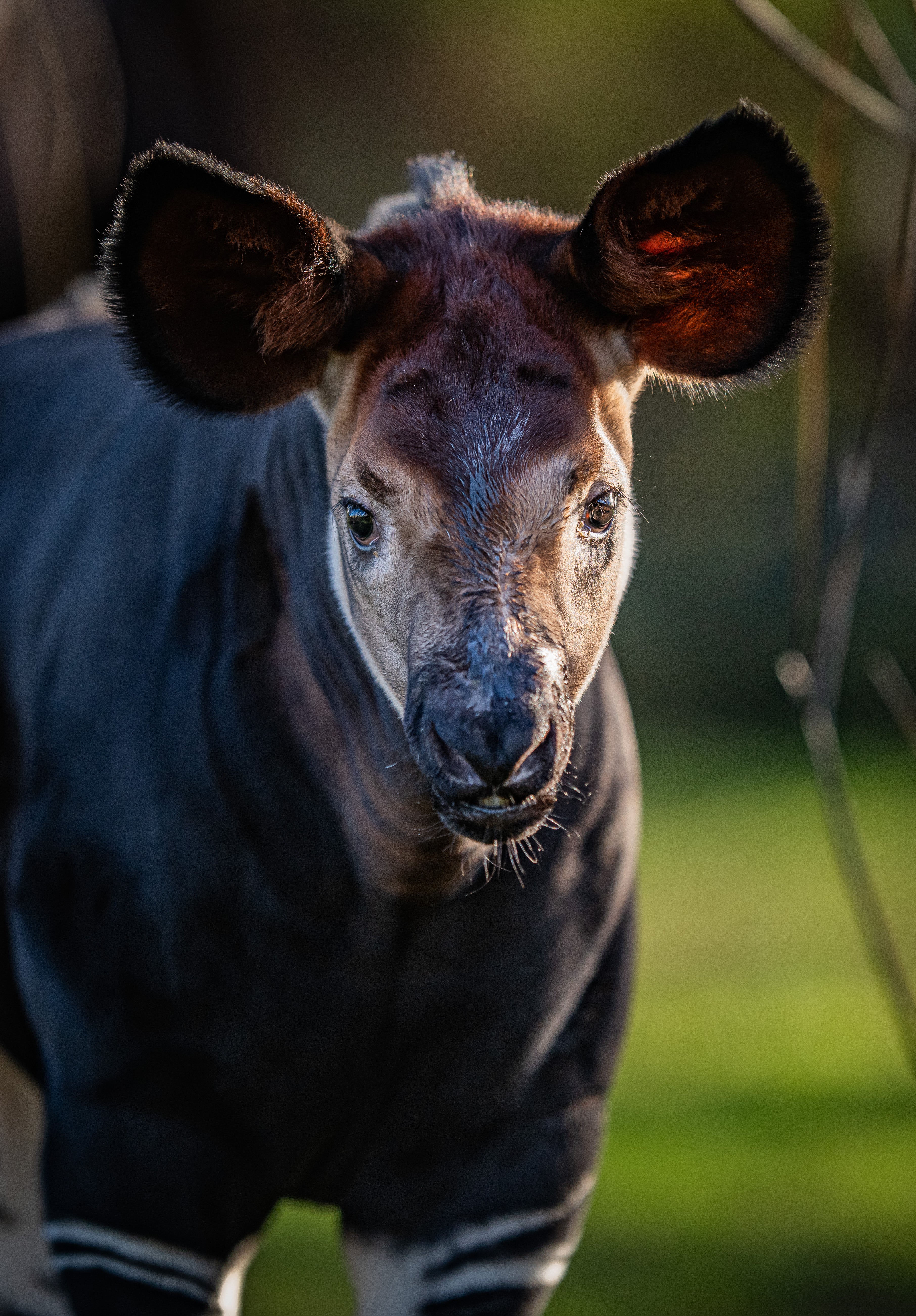 Okapi calf Kora steps outside for the first time since being born at Chester Zoo (Chester Zoo/PA)