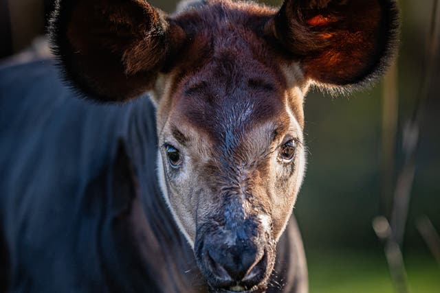 Okapi calf Kora steps outside for the first time since being born at Chester Zoo (Chester Zoo/PA)
