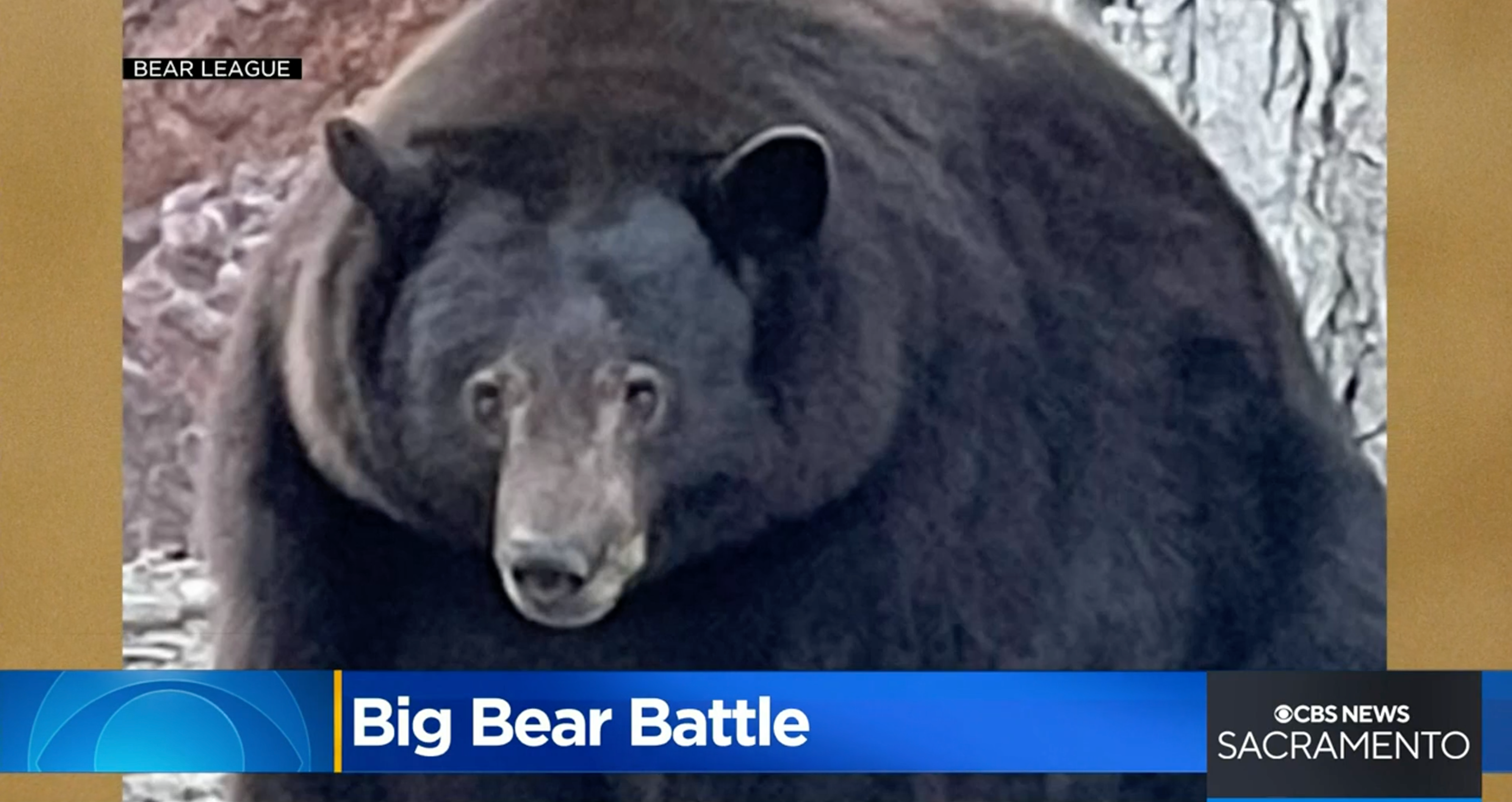 A 500-pound bear dubbed ‘Hank the Tank’ has been ravaging homes in South Lake Tahoe, California