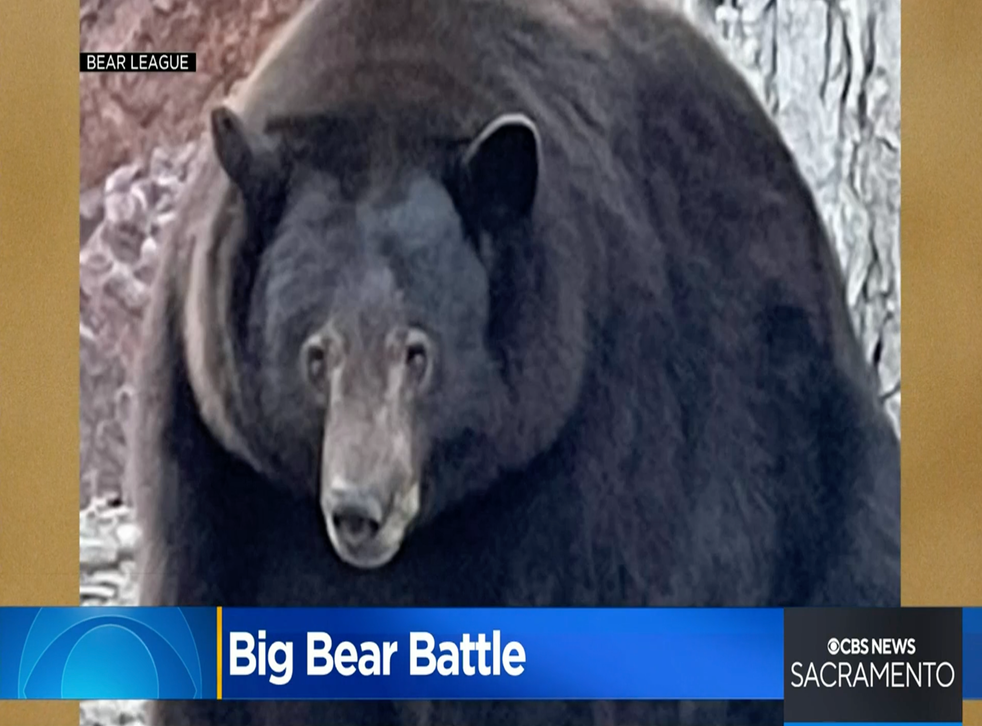 <p>A 500-pound bear dubbed ‘Hank the Tank’ has been ravaging homes in South Lake Tahoe, California</p>