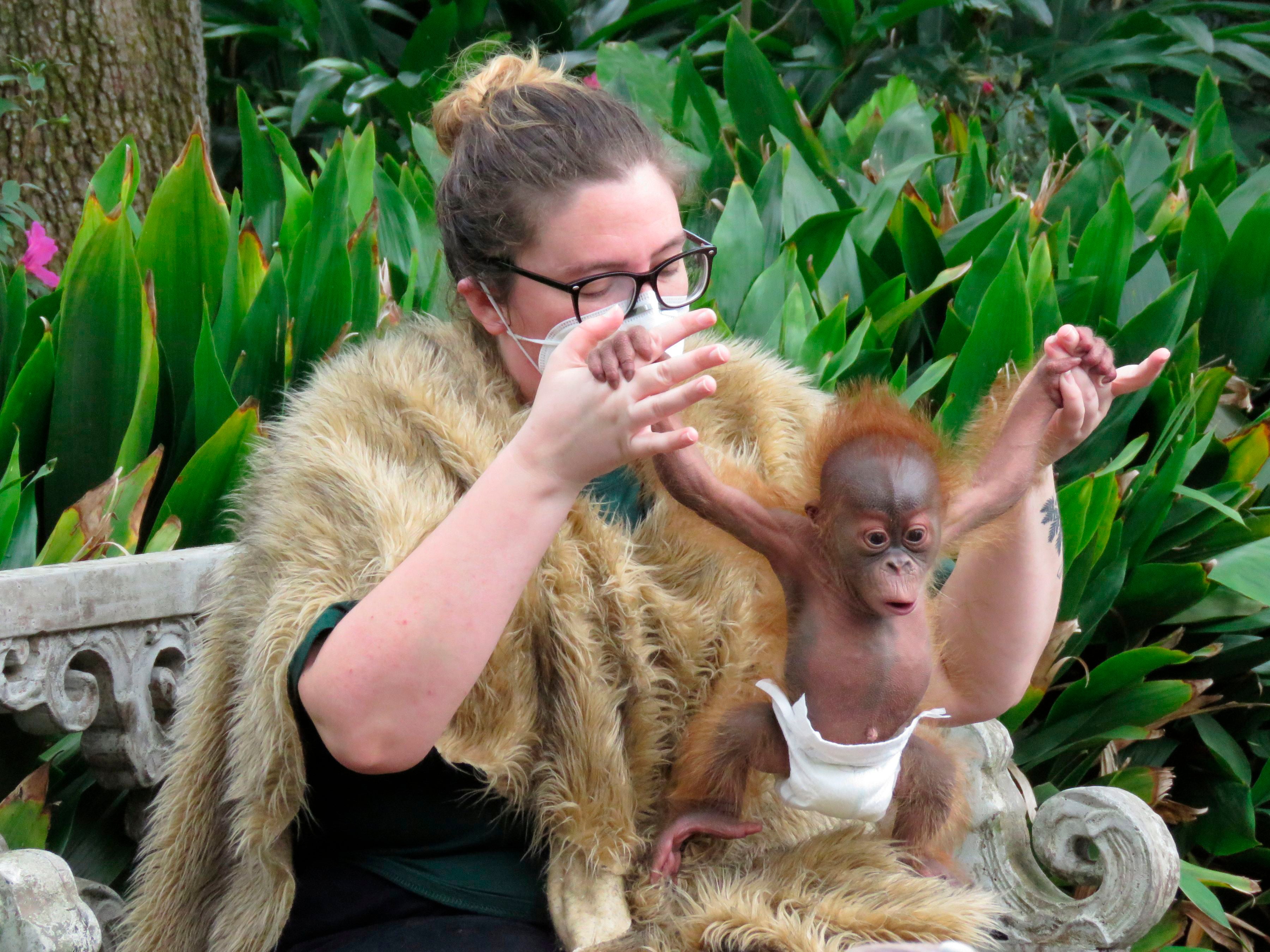 Orangutan Baby Boot Camp