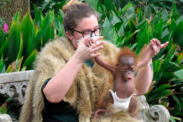 Orangutan Baby Boot Camp