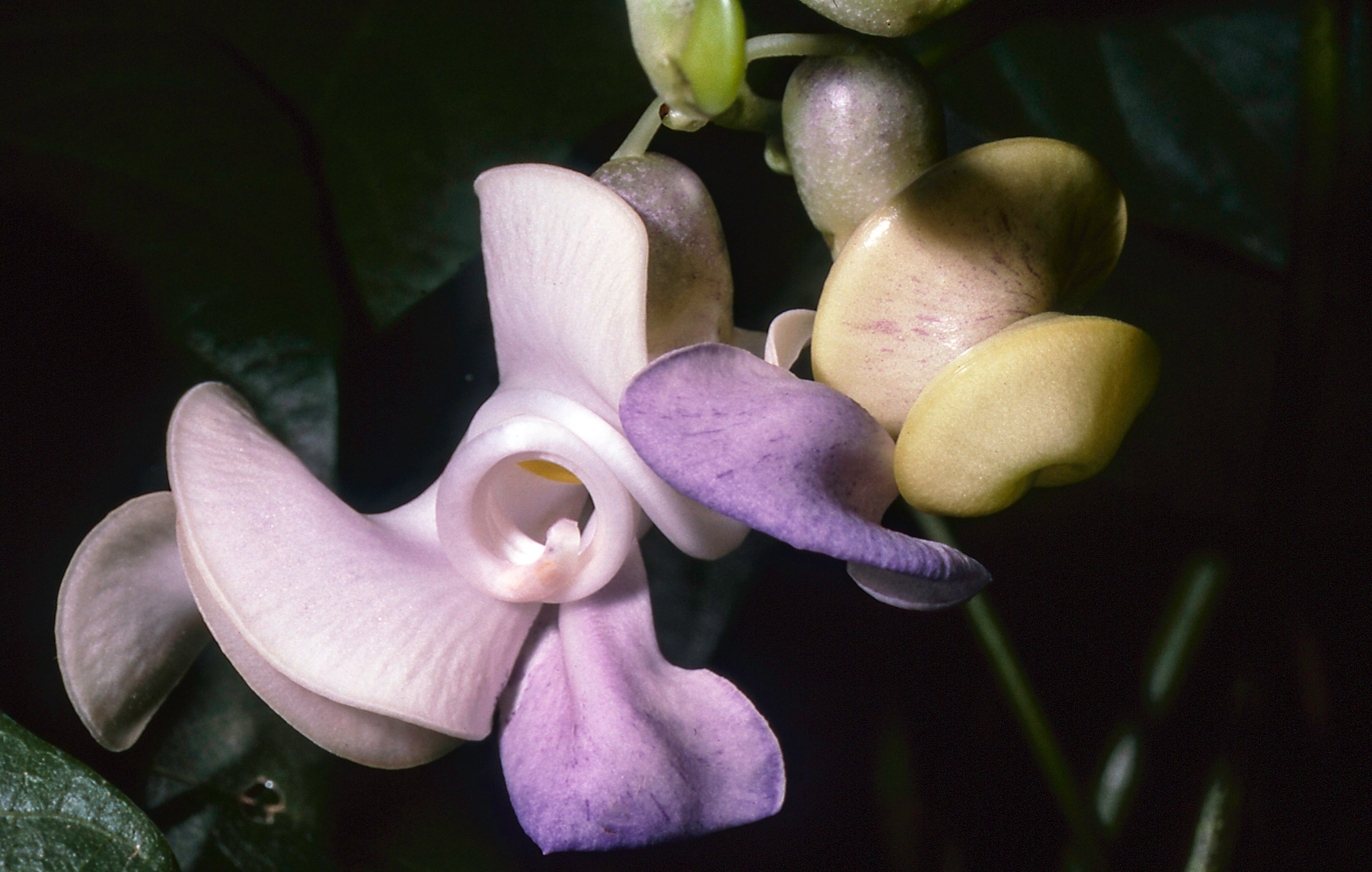 Future food - Vigna caracalla, officially called Cochliasanthus Caracalla