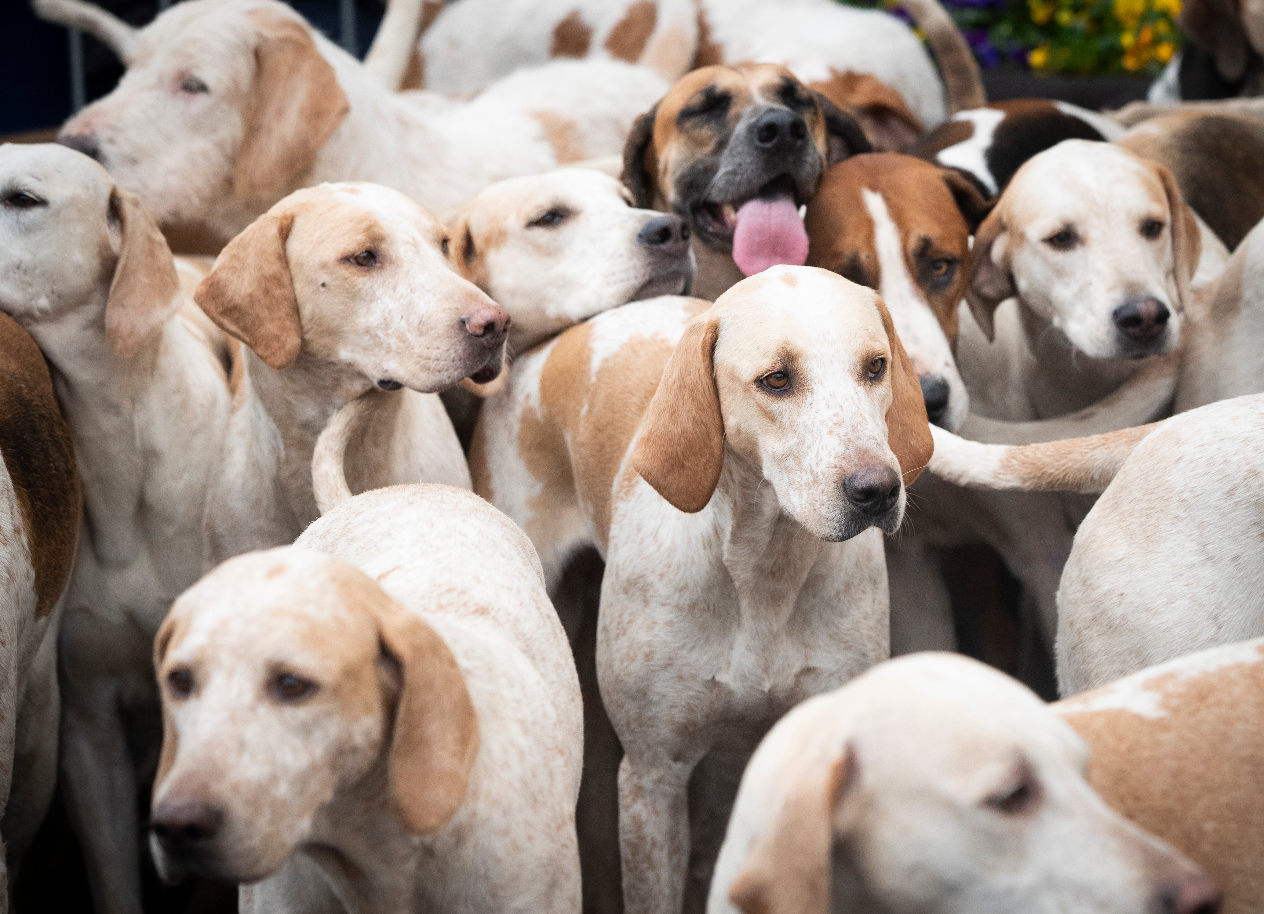 what dogs were used for fox hunting