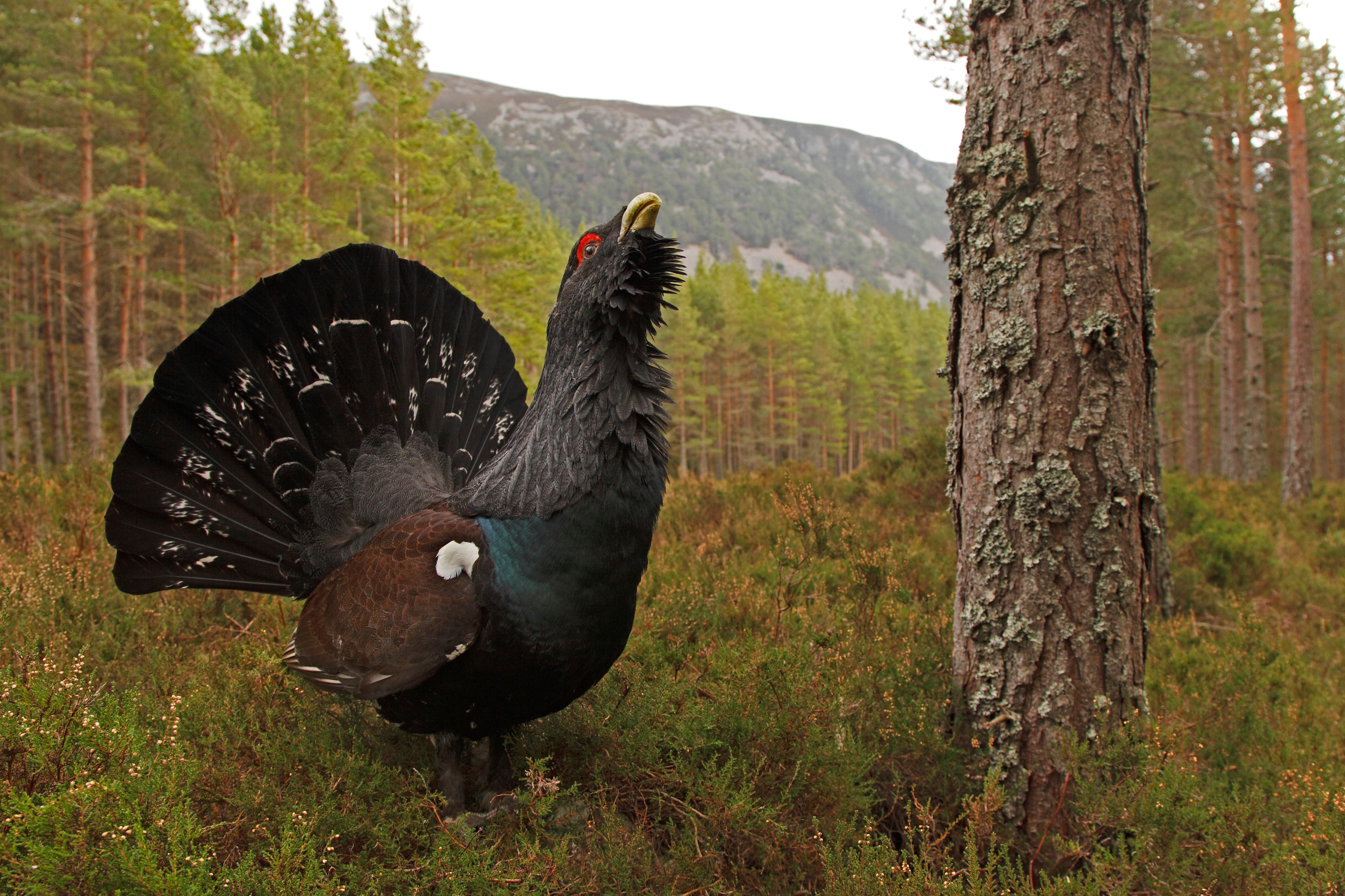 The report says that more action is needed to protect the capercaillie (Neil McIntyre/PA)