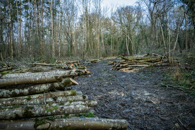 Trees felled due to ash dieback in Wiltshire (Woodland Trust/PA)