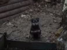 Ukrainian soldiers adopt freezing puppy who now stands guard for them