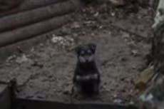 Ukrainian soldiers adopt freezing puppy who now stands guard for them