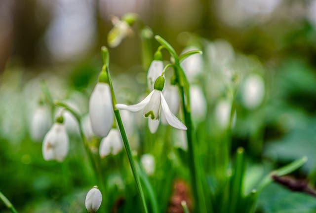<p>The UK’s spring flowers are blooming earlier because of climate change</p>