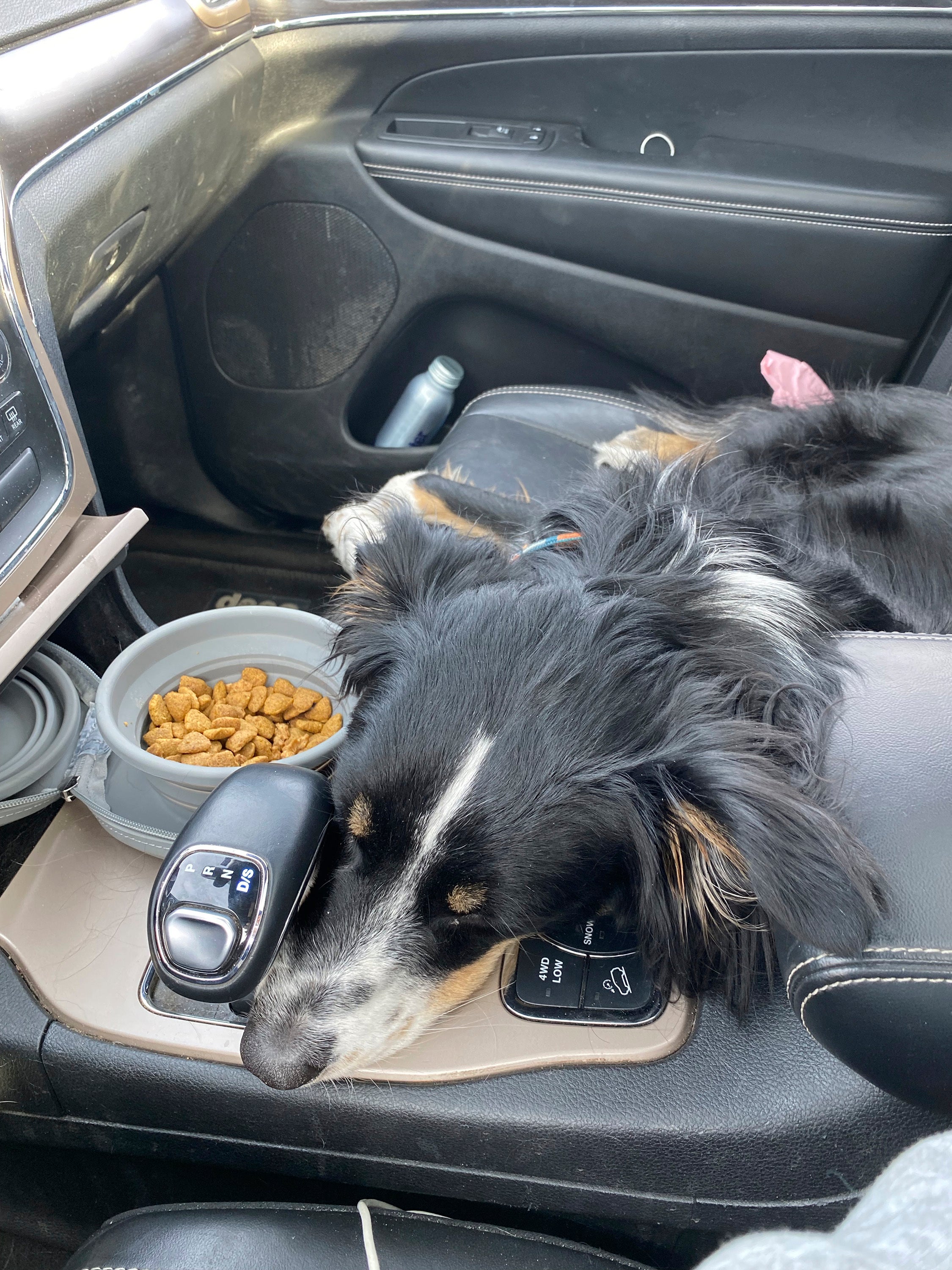 Pets-Travel-Road Trip With a Dog