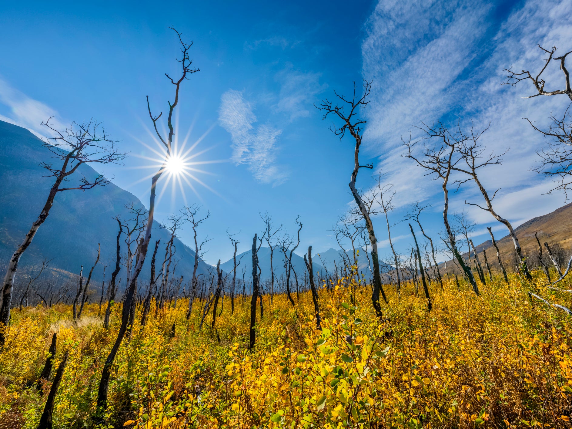Forest scared by fire in Waterton National Park in the Canadian Rockies