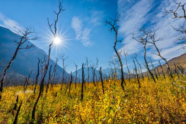 <p>Forest scared by fire in Waterton National Park in the Canadian Rockies</p>