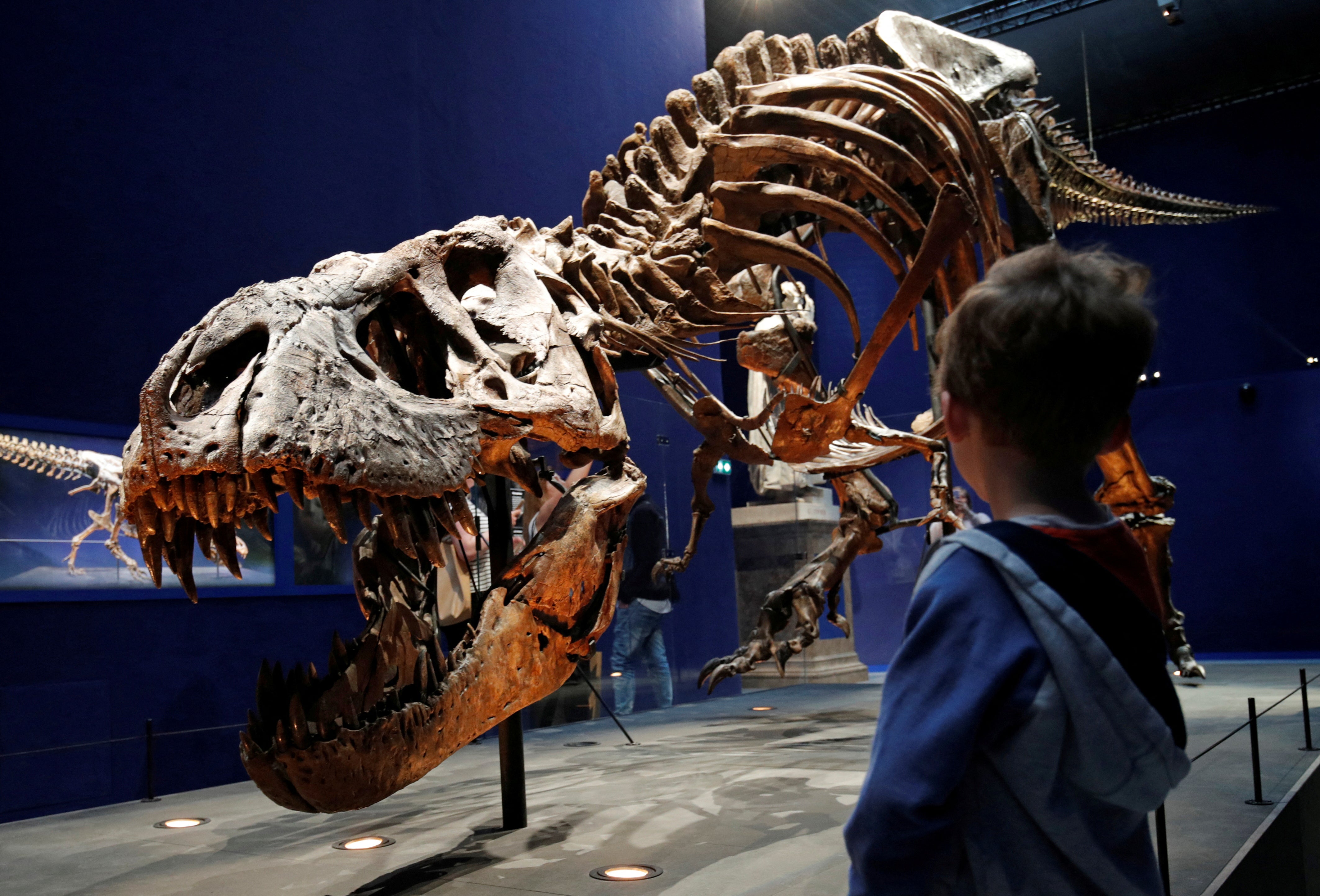 A child looks at a 67 million year old skeleton of a Tyrannosaurus, named Trix, during the first day of the exhibition “A T-Rex in Paris” at the French National Museum of Natural History in Paris