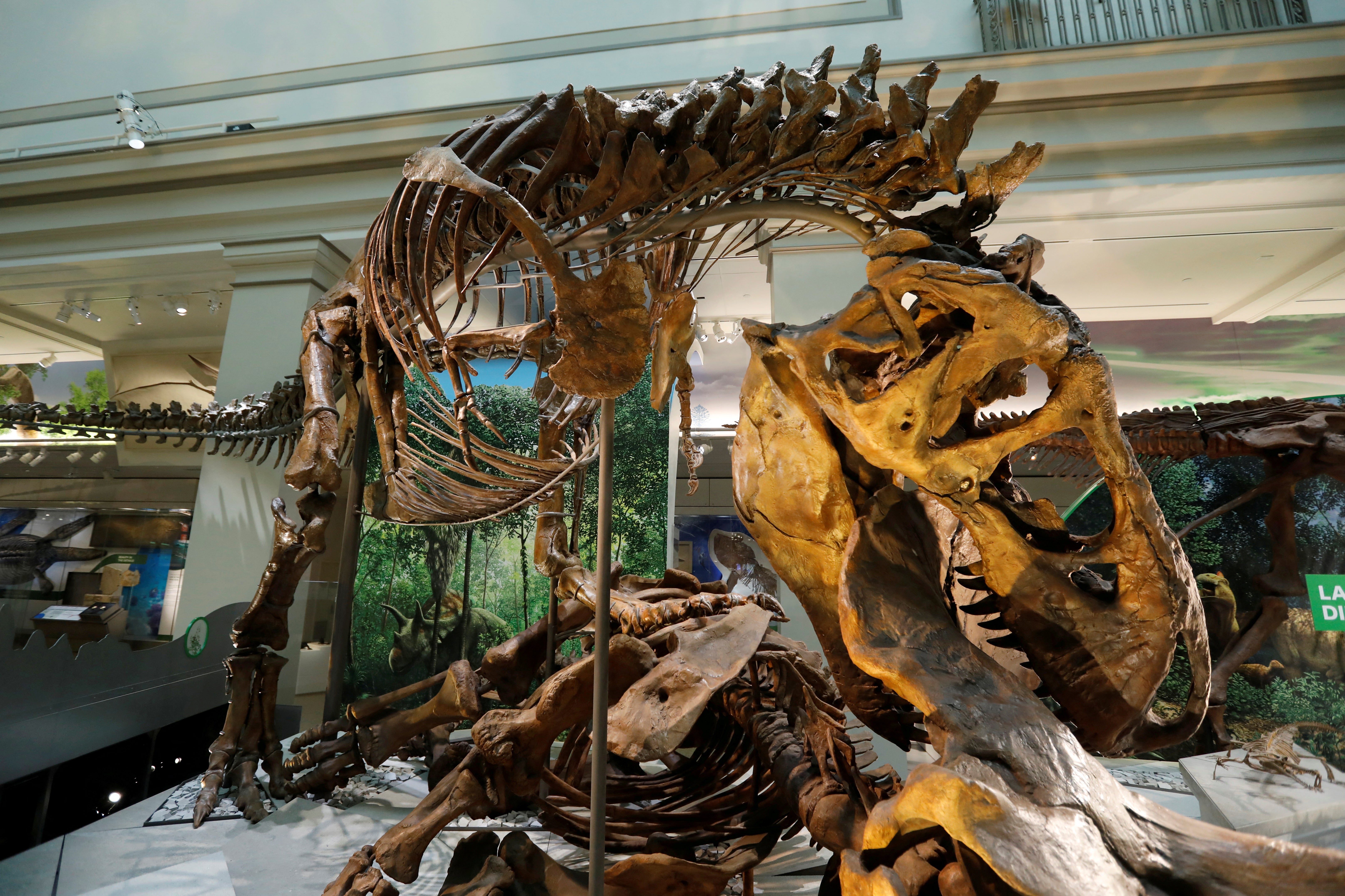 A tyrannosaurus skeleton at the Smithsonian Natural History Museum dinosaur and fossil hall in Washington, U.S.