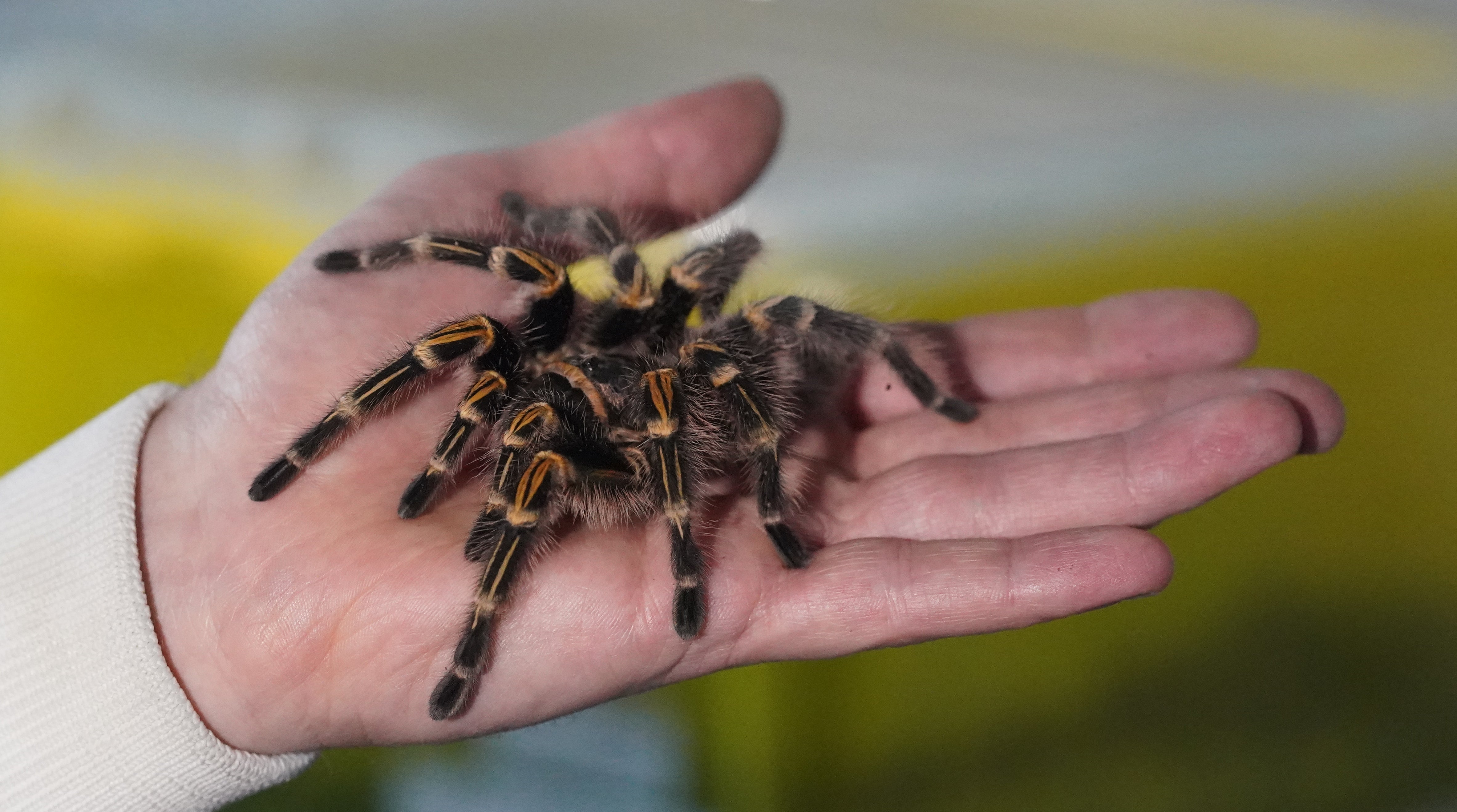 A chaco tarantula (grammostola pulchripes) at the lab in Galway (Niall Carson/PA)