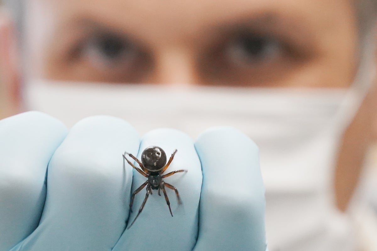&lsquo;Most dangerous spider&rsquo; in Britain behind rise in hospital admissions