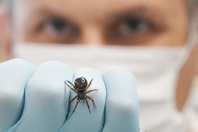 Dr Michel Dugon of the Venom Lab at National University of Ireland Galway with a Noble False Widow (Steatoda Nobilis) spider (Niall Carson/PA)