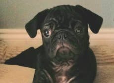 Ex-girlfriend tosses man's dog off condo balcony in Florida