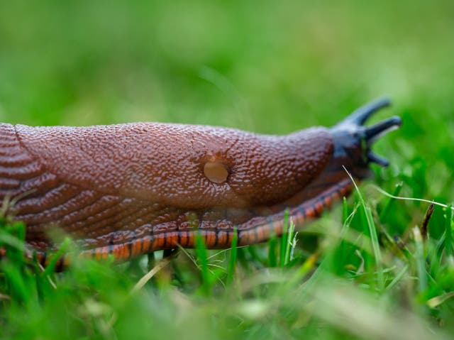 <p>Study finds slugs and snails are venomous</p>