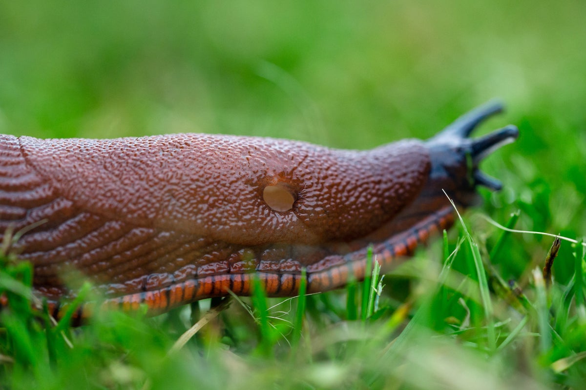 Garden slugs and snails could now be considered venomous, study finds 