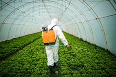 UK considers using Brexit ‘freedom’ to allow pesticides banned in EU on food