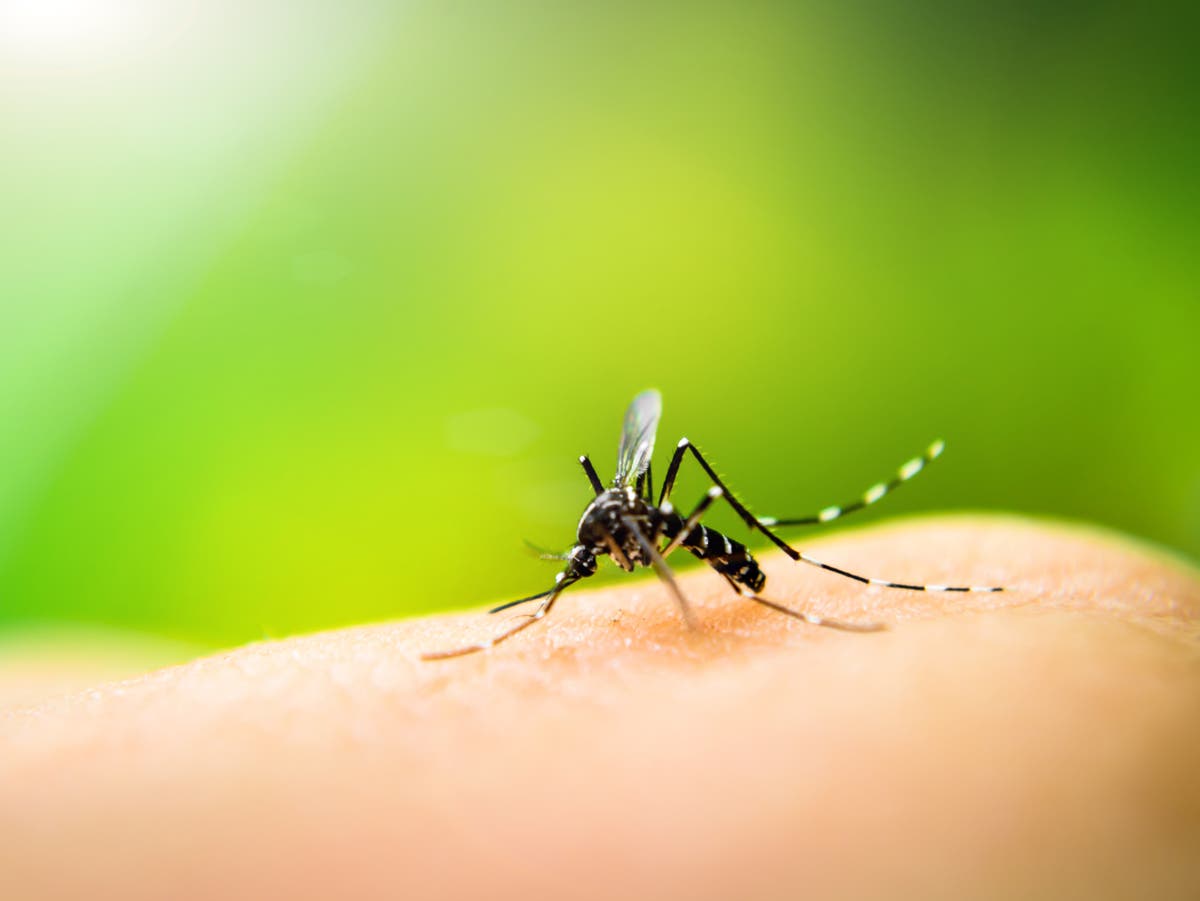 Are mosquitoes drawn to certain colours?