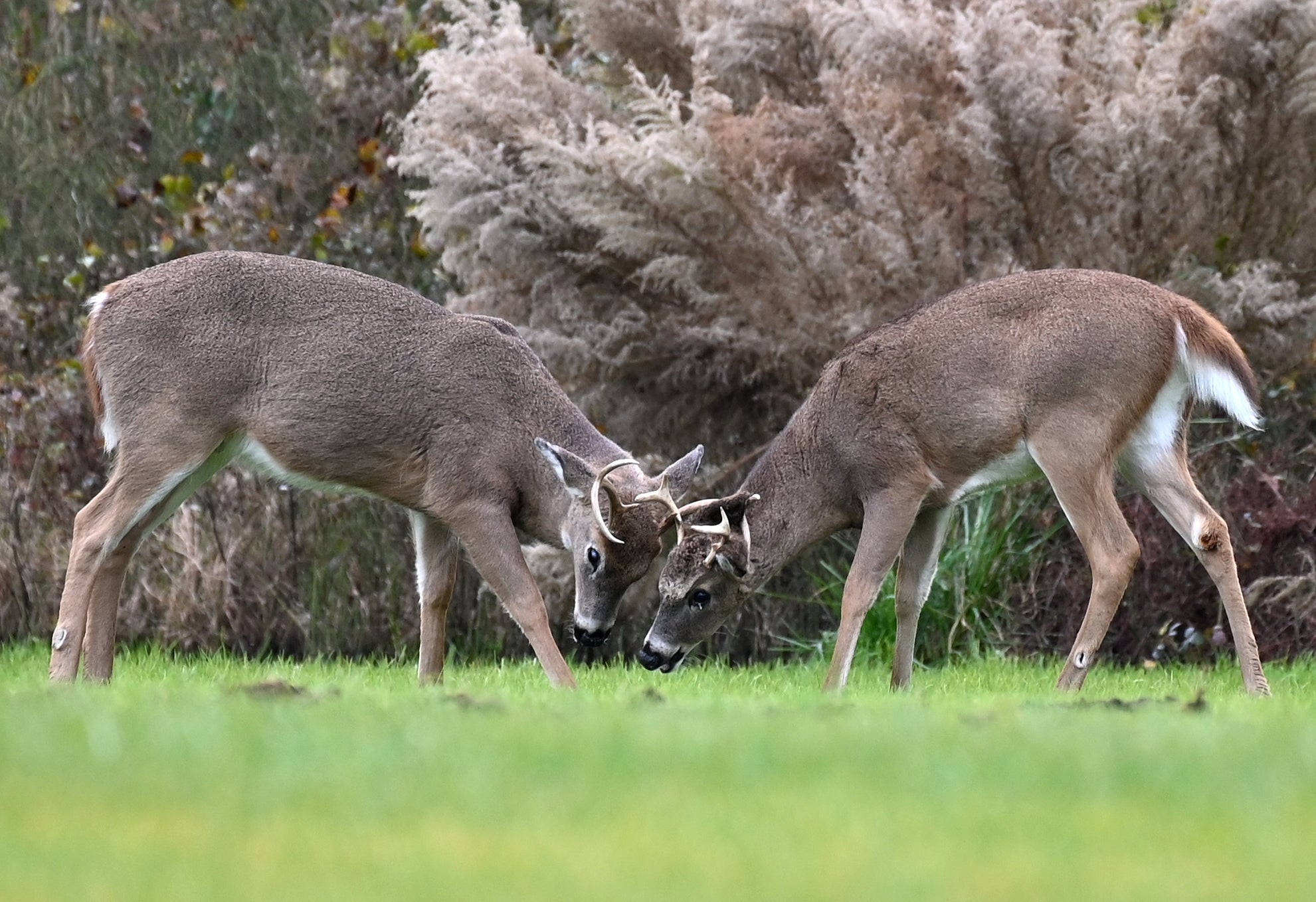 Representative image: Two bucks are seen at Cape Henlopen State Park, in Lewes, Delaware, on November 25, 2020