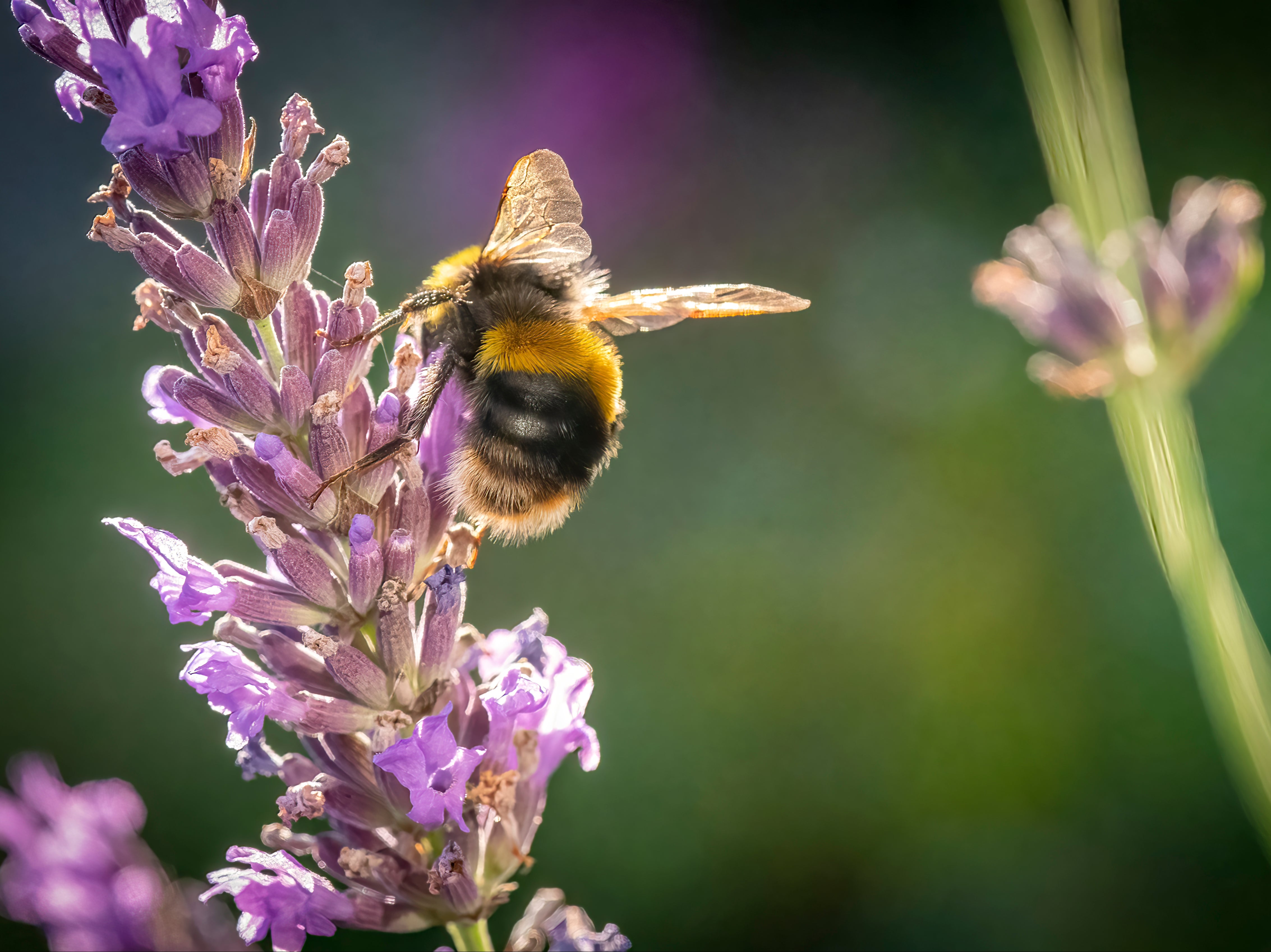 Concerns have been raised for bees after a pesticide has been given the green light for use in the UK