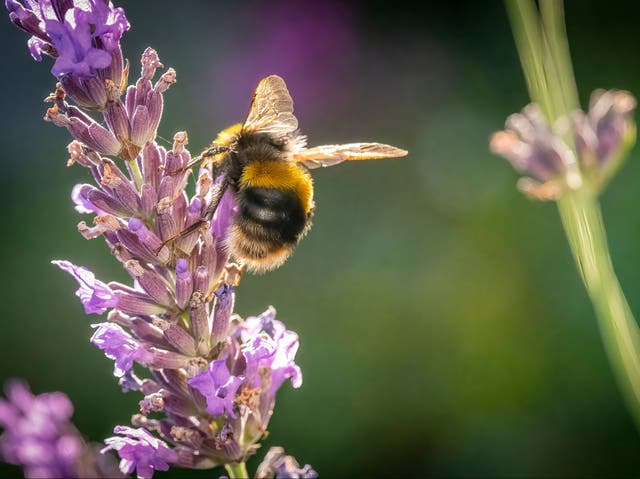 <p>Pesticides pose a threat to bees, but protections over their use could be weakened  </p>