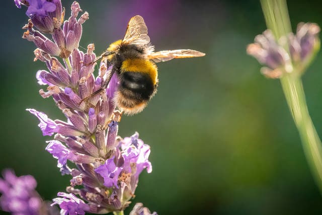 <p>Concerns have been raised for bees after a pesticide has been given the green light for use in the UK</p>