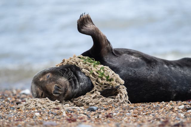 Plastic litter affecting seals (Joe Giddens/PA)