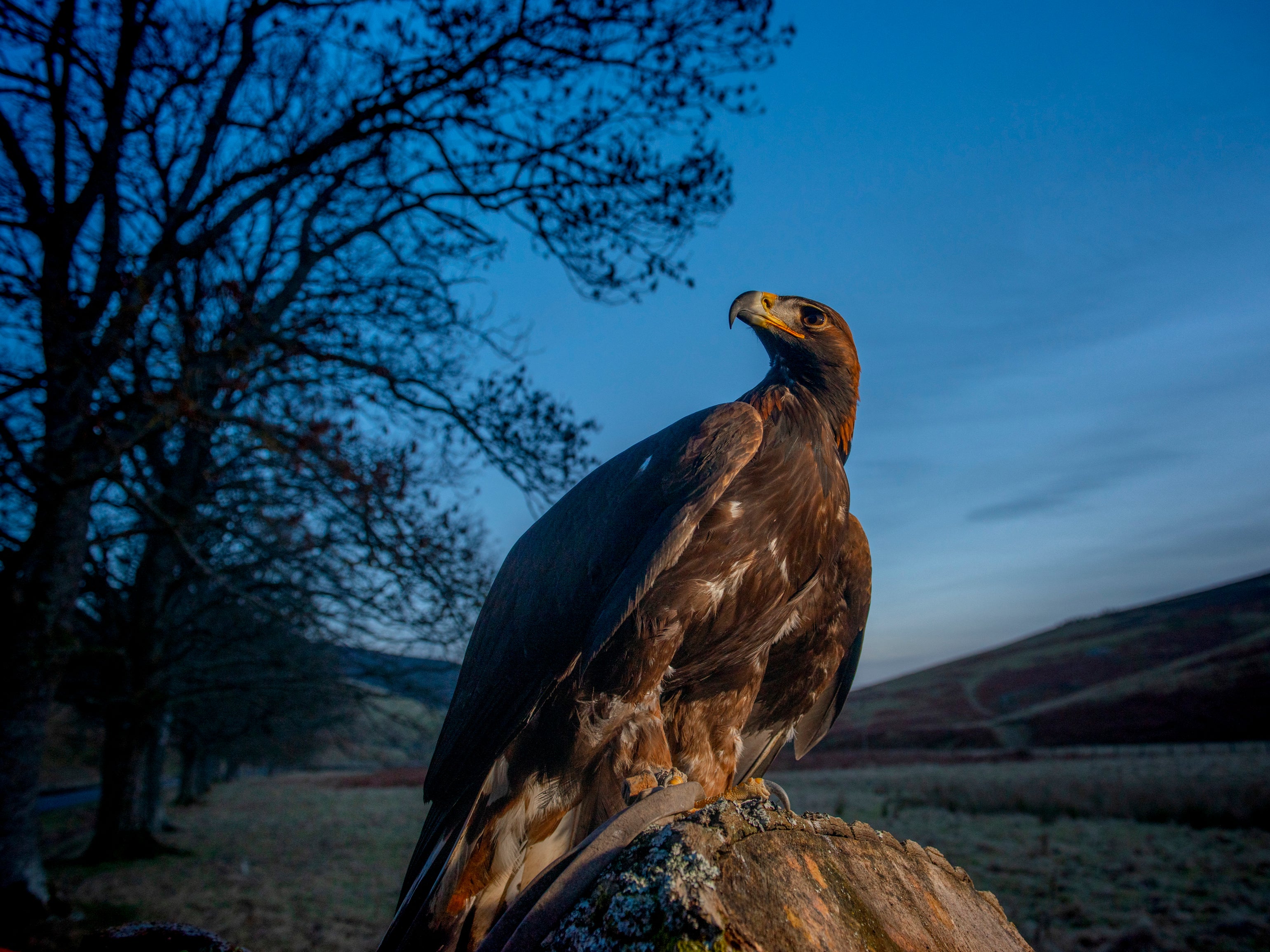 The South of Scotland Golden Eagle Project has relocated seven juvenile eagles
