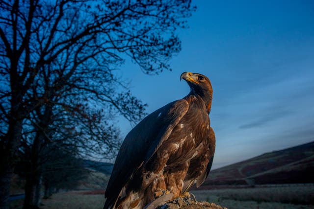 <p>The South of Scotland Golden Eagle Project has relocated seven juvenile eagles </p>