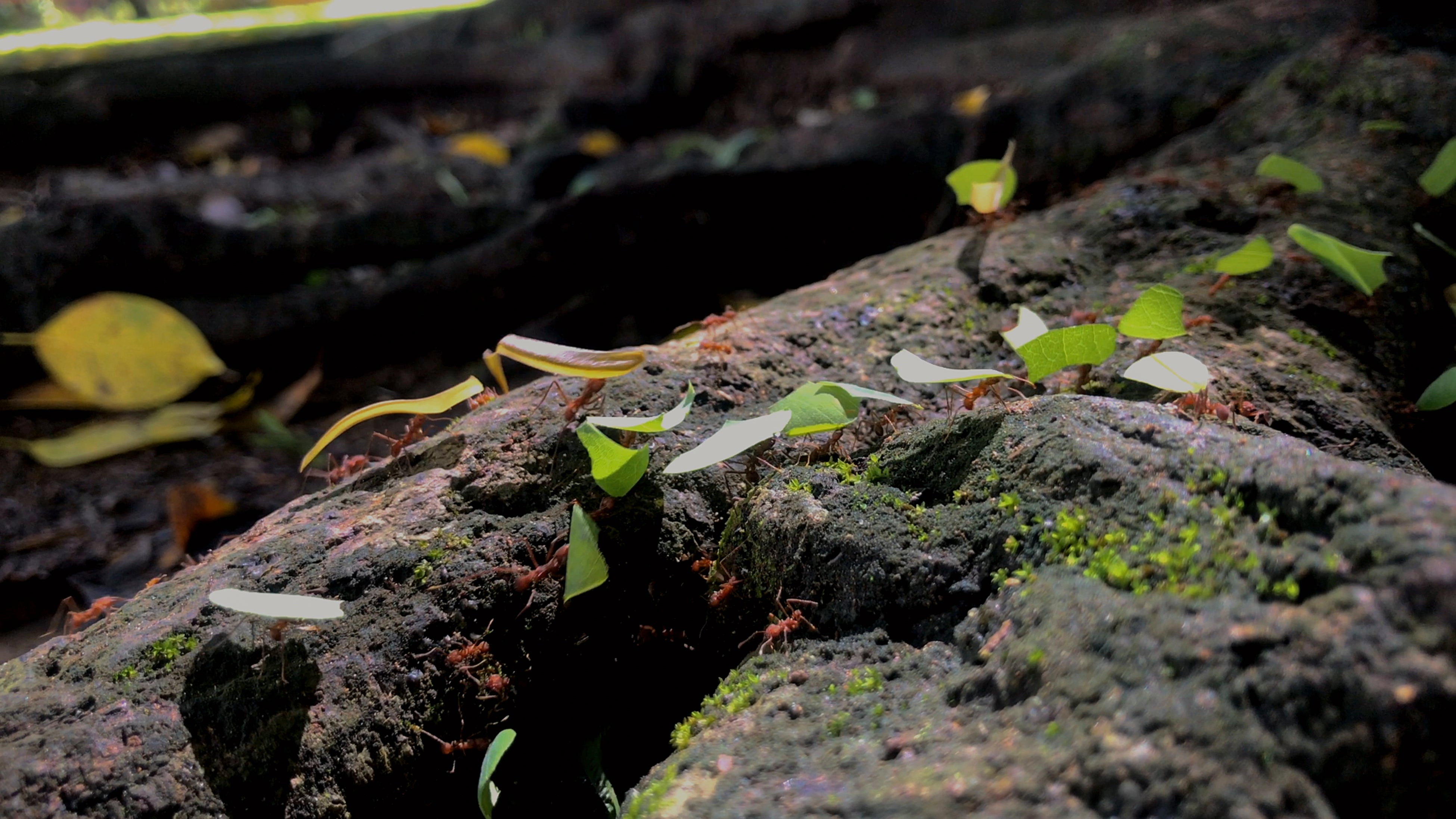 Non-native species of insect can cause devastation in new environments