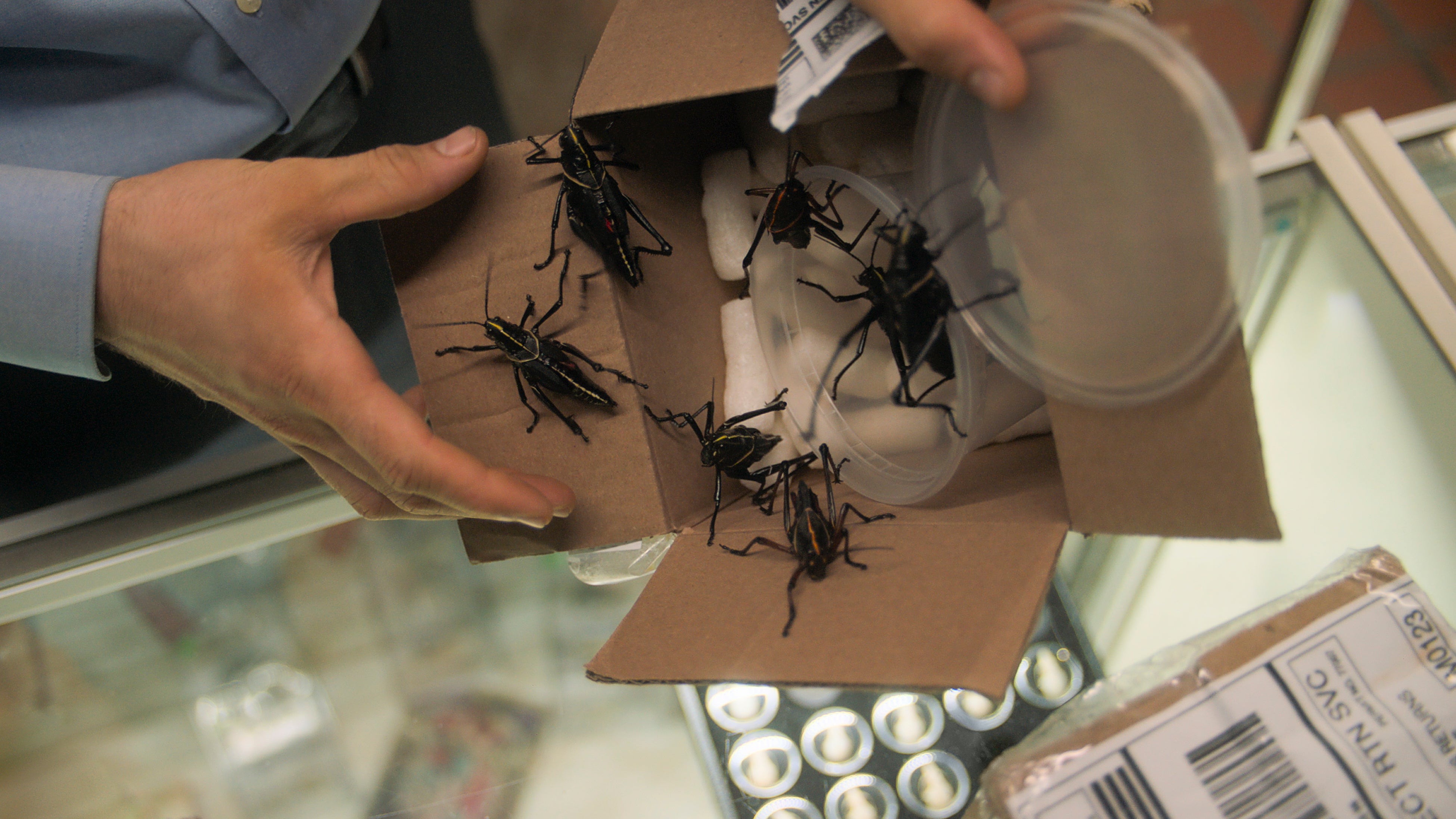 The robbers took 80 per cent of the insectarium’s entire collection