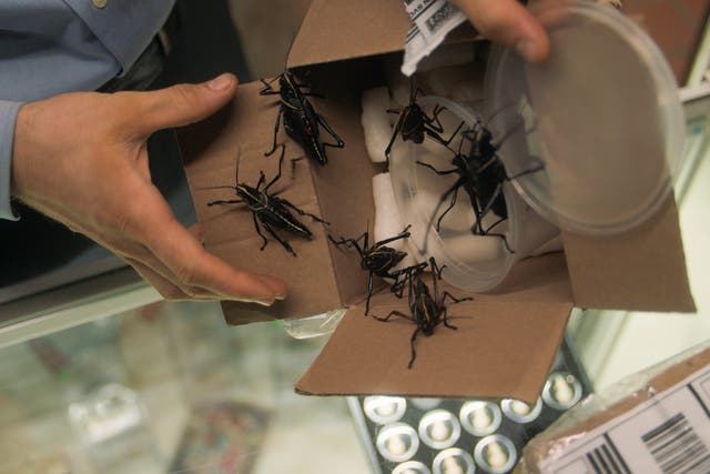 <p>The robbers took 80 per cent of the insectarium’s entire collection</p>