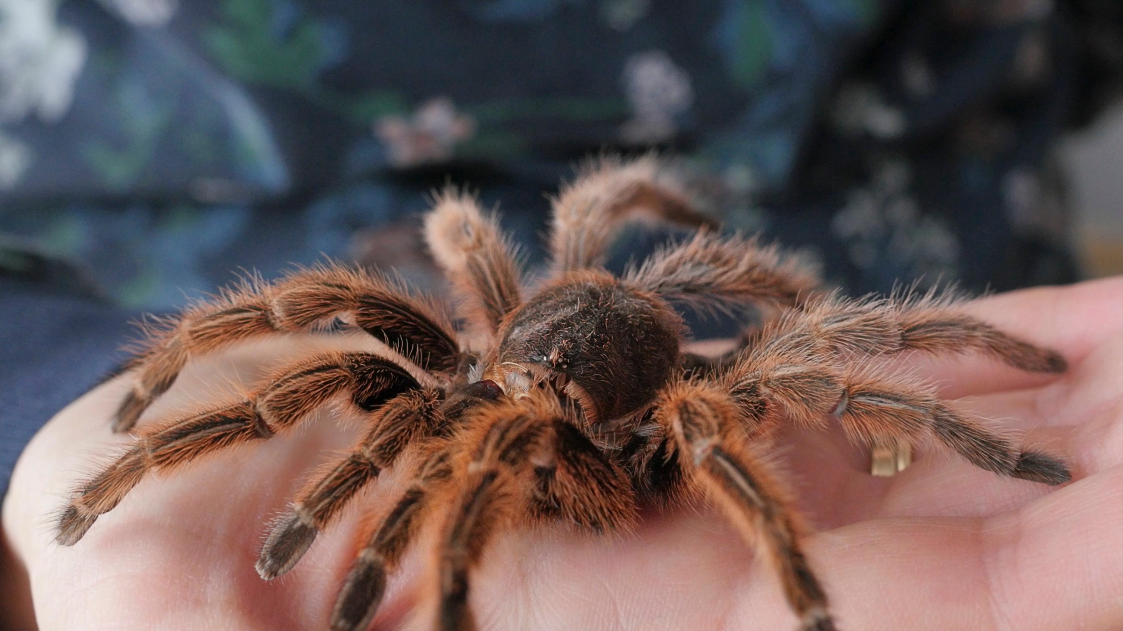 Extremley venemous spiders were also taken in the heist